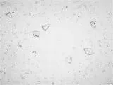 image004